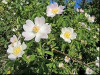 Heckenrose 2
