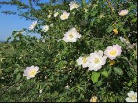 Heckenrose 3