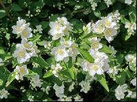 Falscher Jasmin 3