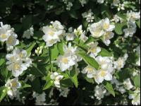 Falscher Jasmin 4