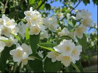 Falscher Jasmin 5