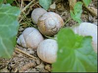 Weinbergschnecke 7