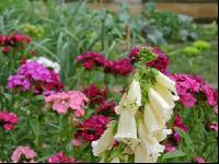 Bauerngarten 9