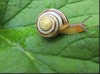 Garten-Bänderschnecke 3