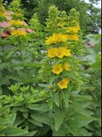 Goldfelberich 1