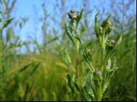 Ackerkratzdistel 1