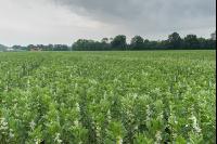 Ackerbohne Reifebeginn 4