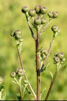 Ackerkratzdistel 6