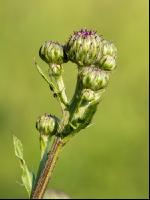 Ackerkratzdistel 7