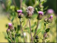 Ackerkratzdistel 4
