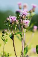 Ackerkratzdistel 5