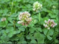 Weißklee Blüte 5
