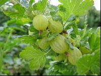 Stachelbeeren 14