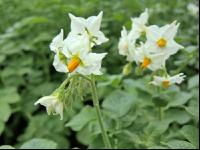 Kartoffel Blüte 39