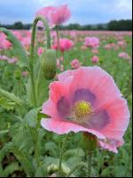 Graumohn Blüte 11