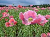 Graumohn Blüte 10