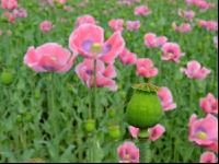 Graumohn Blüte 9