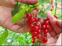 Johannisbeere Ernte 9