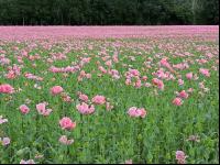 Graumohn Blüte 8