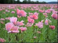 Graumohn Blüte 7