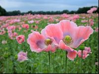 Graumohn Blüte 1