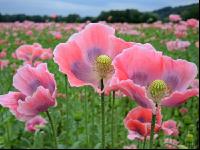 Graumohn Blüte 6