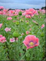 Graumohn Blüte 5