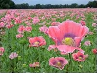 Graumohn Blüte 4