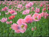 Graumohn Blüte 3