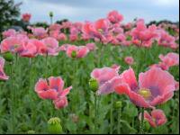 Graumohn Blüte 2