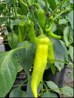 Spitzpaprika 1