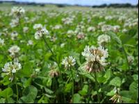 White clover bloom 7