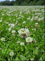 White clover bloom 8