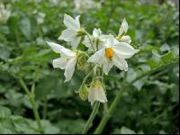 Kartoffel Blüte 40