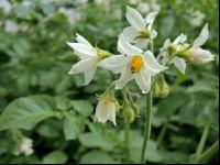 Kartoffel Blüte 41