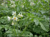 Kartoffel Blüte 42