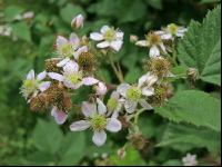 Brombeere Blüte 10
