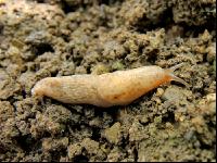 Genetzte Ackerschnecke 2