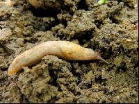 Genetzte Ackerschnecke 1