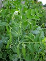 Erbsen 2