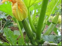 Zucchini 10