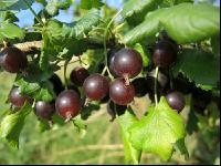 Jostabeeren 8