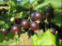 Jostabeeren 7