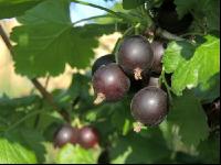 Jostabeeren 6
