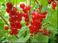 Johannisbeere rot 12