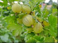 Stachelbeeren 12
