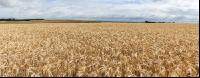 Triticale Vollreife 1