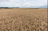 Triticale Vollreife 2