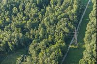 Stromleitung über Wald