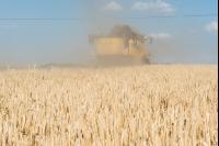 Roggen Ernte 3